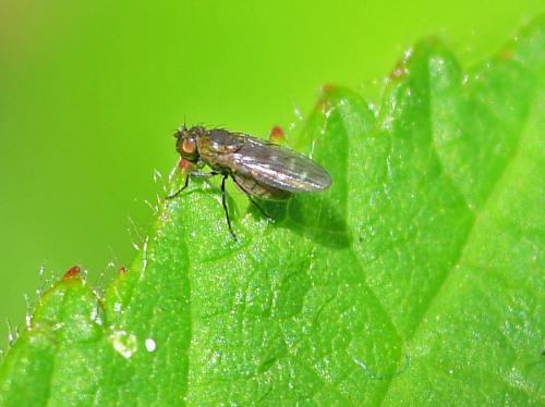 Scatella tenuicosta
